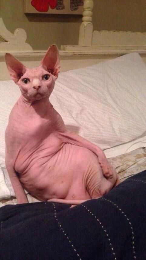 lees_00's tweet photo. “@HerHumour: “Can you send me a nude”
Me: http://t.co/o4autbryw8”😂😂
