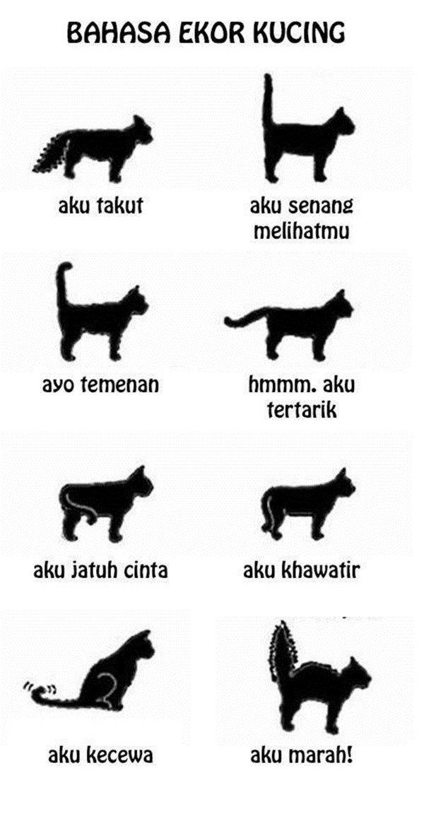 Apa Itu Filosofi Ekor Kucing Apa Itu Filosofi Ekor Kucing