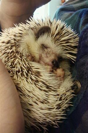 main_exitpaper's tweet image. スヤスヤ