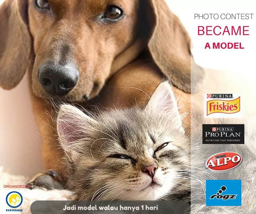 pawsleague's tweet photo. Foto kucing dan anjingmu bersama produk sponsor berikut ini. More info di
https://t.co/4ifGt13eFd
Cc @PROPLAN_ID http://t.co/99gdimxBIZ