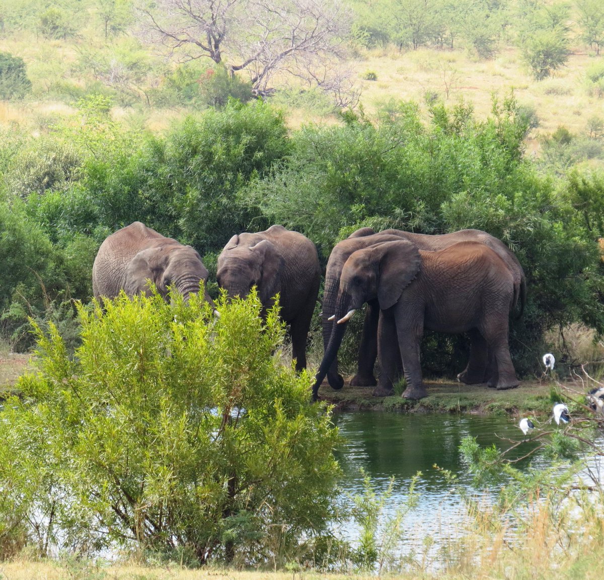 bakubunglodge's tweet photo. Last weekend's activities @ Bakubung Bush Lodge, swim and relax #africa #SouthAfrica #SouthAfricanTipsforOneDirection http://t.co/0pn9gU3zPB