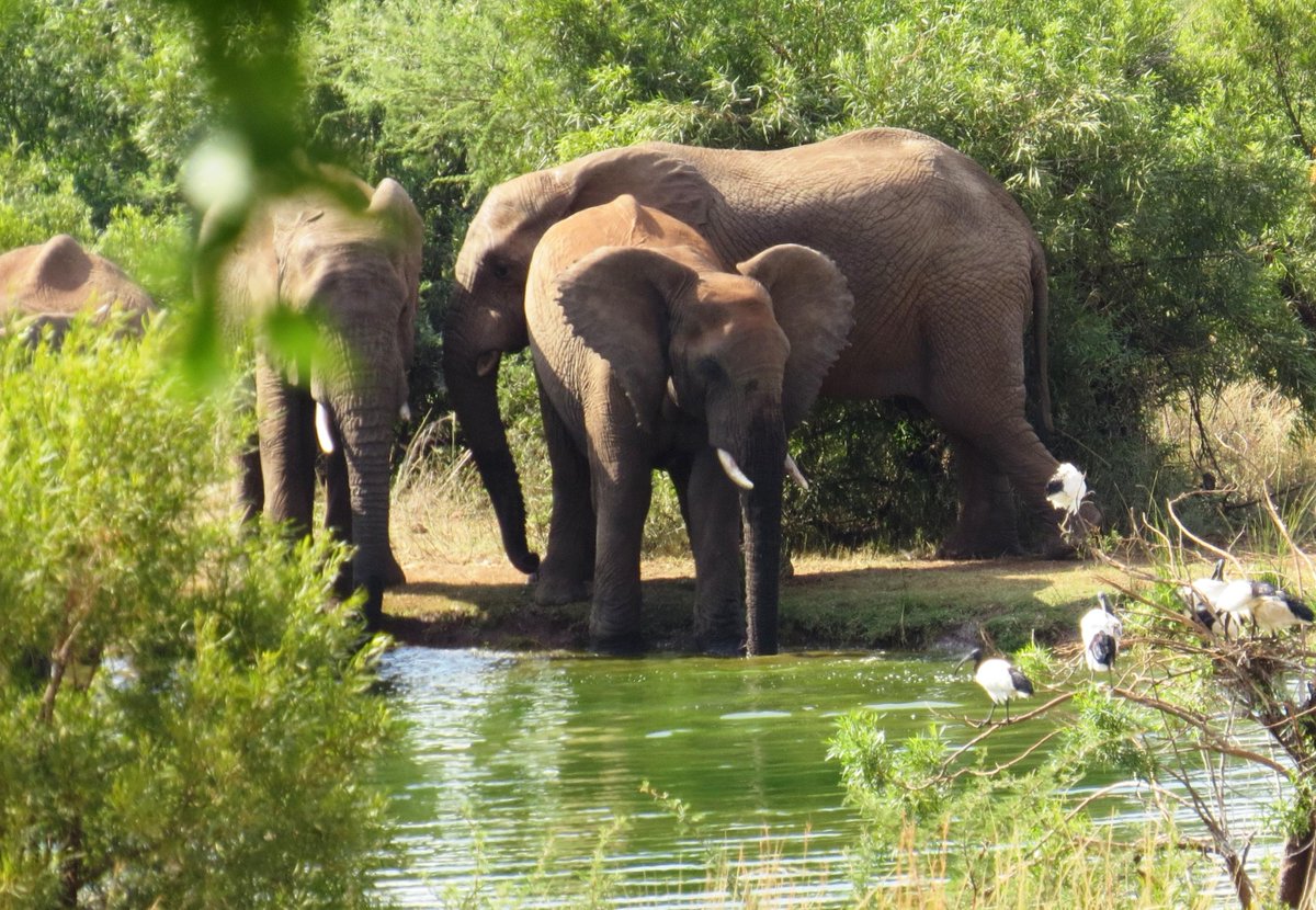 bakubunglodge's tweet photo. Last weekend's activities @ Bakubung Bush Lodge, swim and relax #africa #SouthAfrica #SouthAfricanTipsforOneDirection http://t.co/0pn9gU3zPB