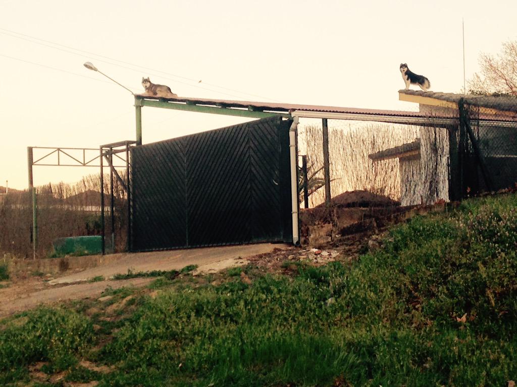 Fifiallo's tweet photo. Perros de vigilancia 
Nivel expertos http://t.co/AG4P8yzFwm