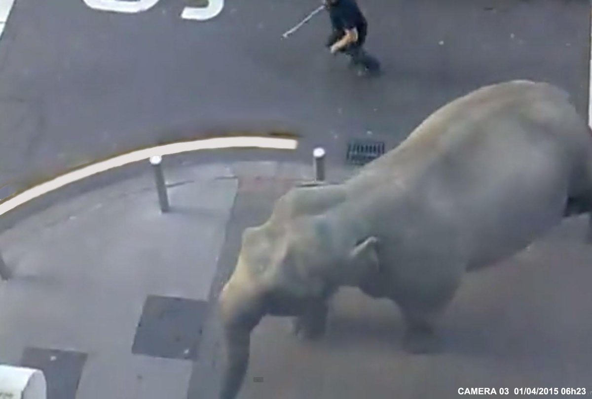 justacote's tweet image. Un éléphant échappé d'un Zoo a effrayé les habitants de #Paris tôt ce matin. justacote.com/blog/un-elepha…