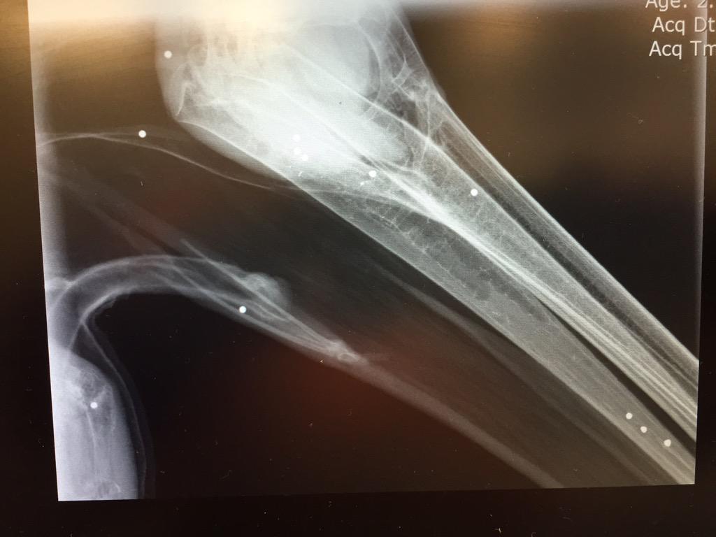 AMWRRO's tweet photo. AMWRRO rescued an adult male pelican yesterday that was shot at close range with a shotgun. http://t.co/lU5DXvy8aR