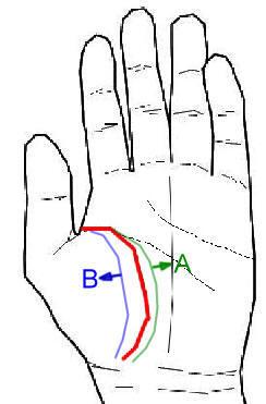 生命線 ・生命線は下図のように刻まれる線を言います  (A)に向かう程、強靱な体力を現し(B)に向かう程、虚弱体質を現します。