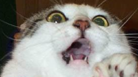 evilripper's tweet image. My face when I find comments like this: 
//NOT TESTED CODE
#coding #programming #horrorcode