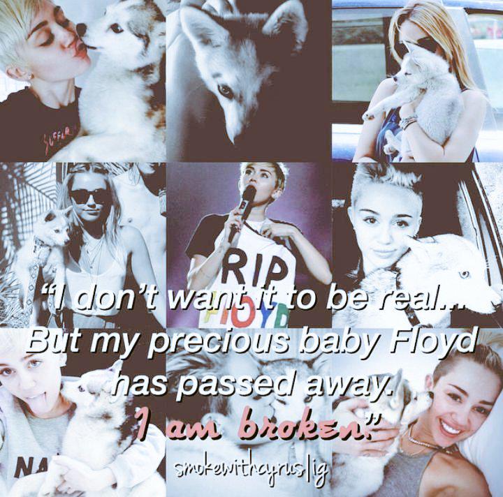 pgkgjmknbo's tweet photo. 1 year since this cute baby Floyd passed away we love u floyd #RIPFloydCyrus http://t.co/3aRXTwAsbD