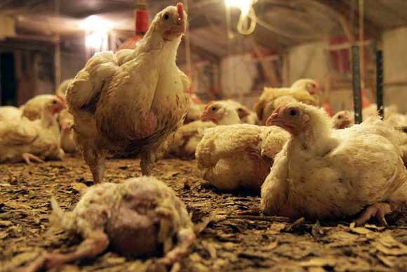 Matt_Dominguez's tweet image. It's official: @NCChamber supports #aggag bill in NC which would cover up animal abuse and cruelty on #factoryfarms!