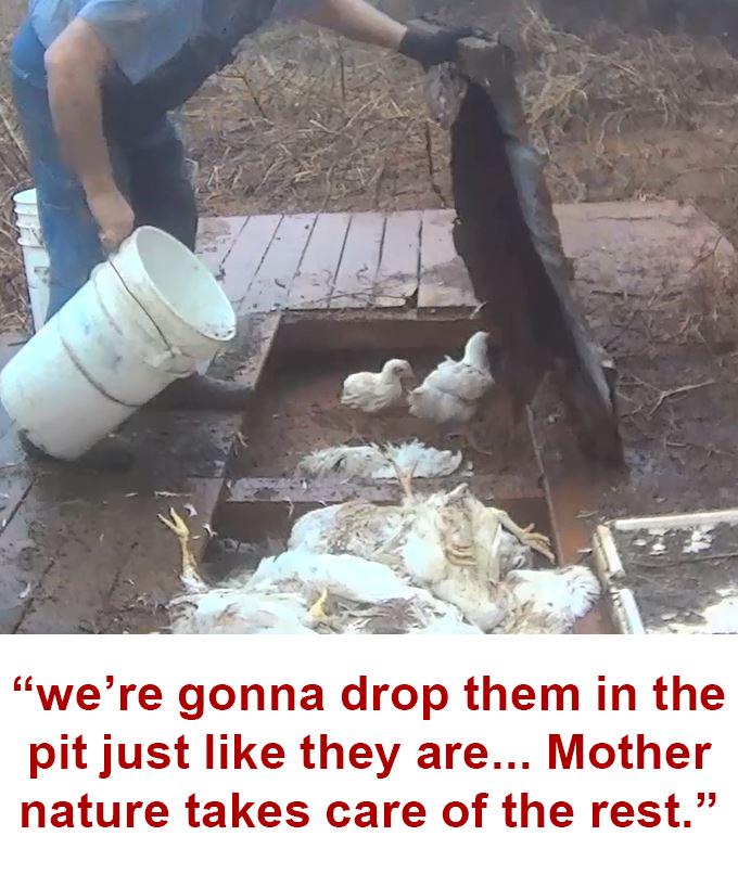 Matt_Dominguez's tweet image. It's official: @NCChamber supports #aggag bill in NC which would cover up animal abuse and cruelty on #factoryfarms!