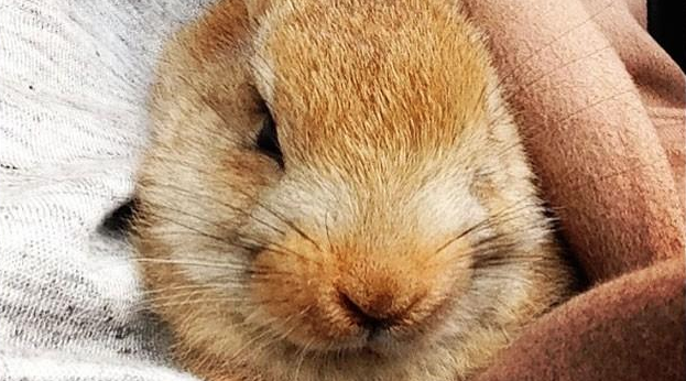 models's tweet photo. "Cecil's iconic ears and facial twitch have been the source of intrigue ever since..."http://t.co/xuE2mLPP4q #TopPets http://t.co/ykgk4TYqux