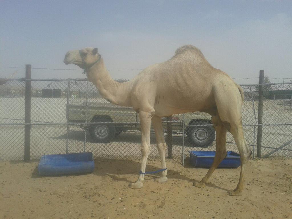 شاهين بعير محمد زايد المنصوري ،،، ابو شواهين الحاصلة على كاس الانتاج شوط الرئيسي بميدان المرموم .