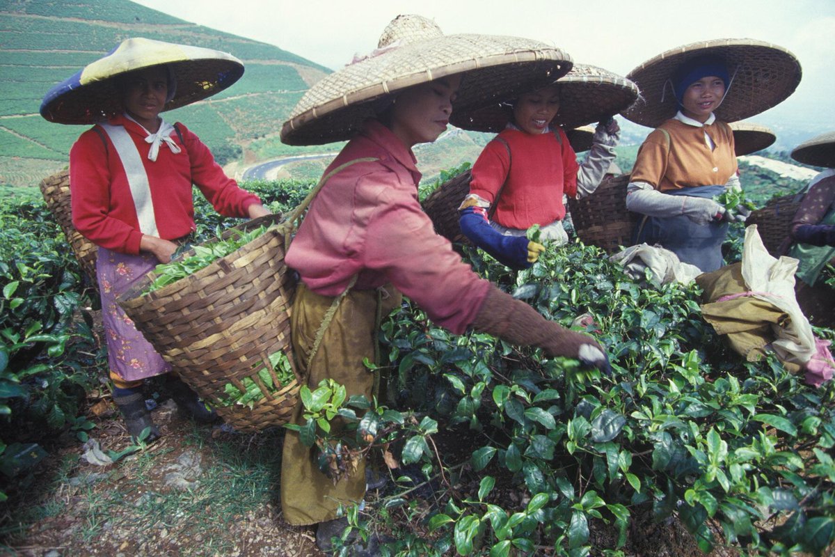 #DYK #Tea is the manufactured drink most consumed in the world? World tea production &amp; trade: buff.ly/1OStitP