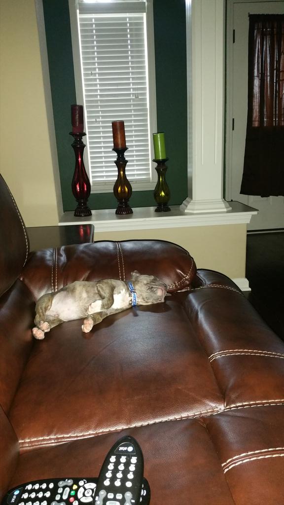 motor1981's tweet image. One lazy pup