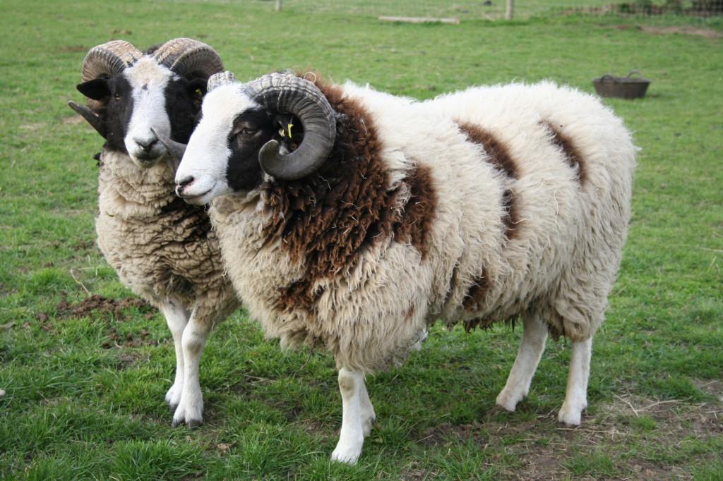 10 most popular #breeds of #wool, #meat and #dairy #sheep
caucazfarm.blogspot.com
caucazfarm.com