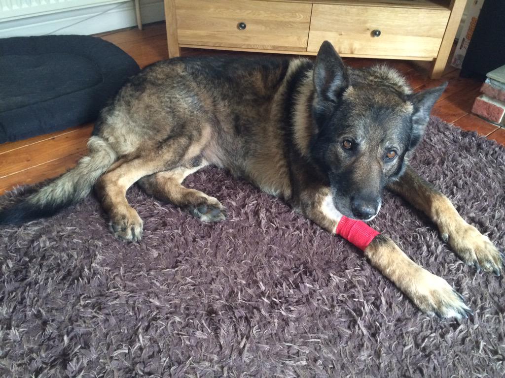 FiresideK9's tweet photo. After a worrying night at emergency vets RPD Kiro is back home. Seems he chewed a stick & cut his throat. #TLCtime http://t.co/8g8GUWlMnj