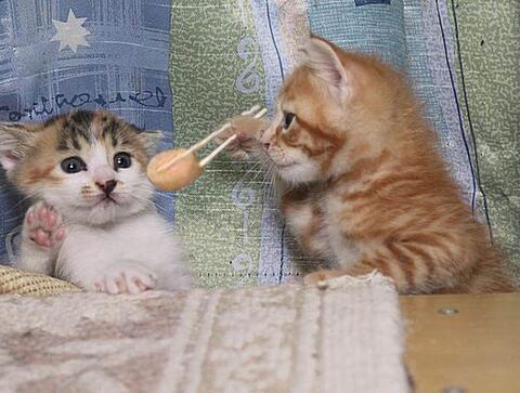 main_exitpaper's tweet image. 「はい、あ〜ん♡」　かわいいと思ったらRT！