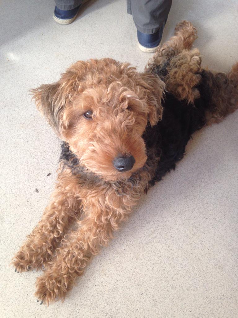 otisairedale's tweet photo. HAPPY BIRTHDAY LOTTIE!!!!!!!!!!!!!! Would have been 3 today. miss you so much you cheeky chops 💕💕💕💕💕 @LottieTheWelsh http://t.co/0DfBHPMeMB