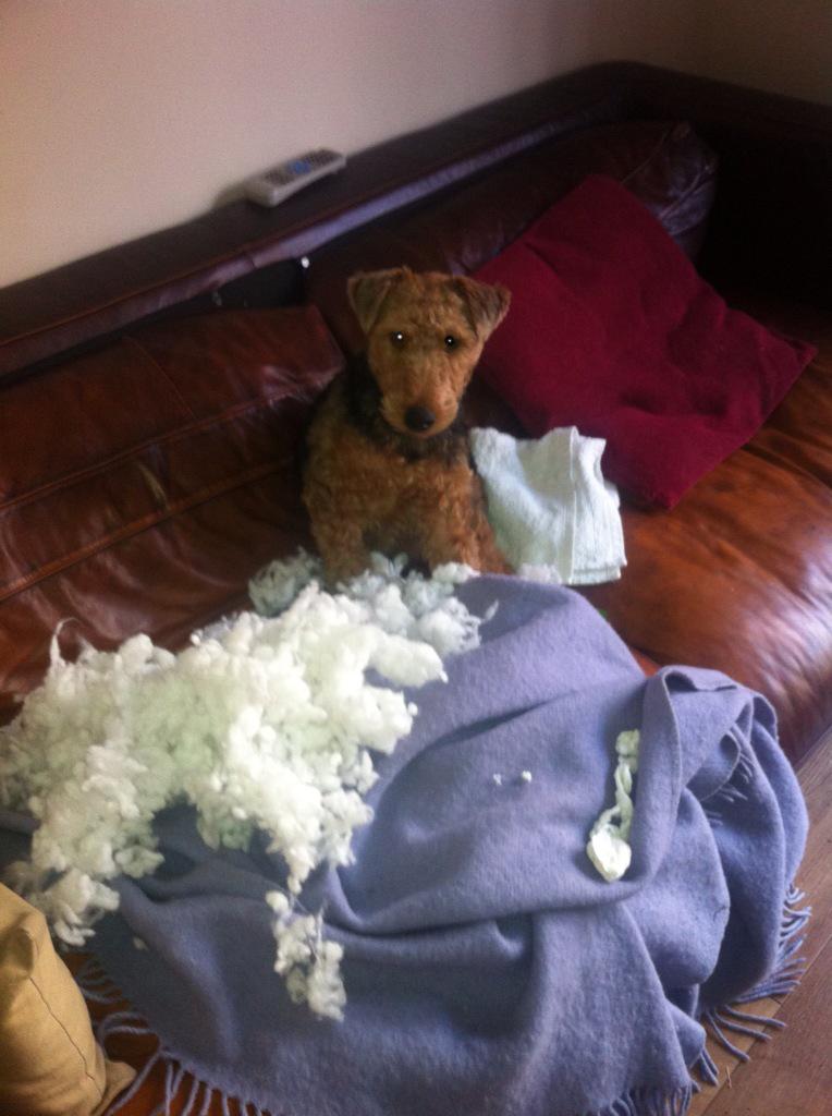 otisairedale's tweet photo. HAPPY BIRTHDAY LOTTIE!!!!!!!!!!!!!! Would have been 3 today. miss you so much you cheeky chops 💕💕💕💕💕 @LottieTheWelsh http://t.co/0DfBHPMeMB