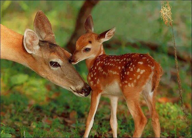 DinaDandooneh's tweet photo. هي : الطفلةُ الوردةُ التي اشتهت غزالاً أخضرَ العينين فَوَشَت بها مرآةُ الندى للشمسِ والظبية http://t.co/FUpl31DYSR