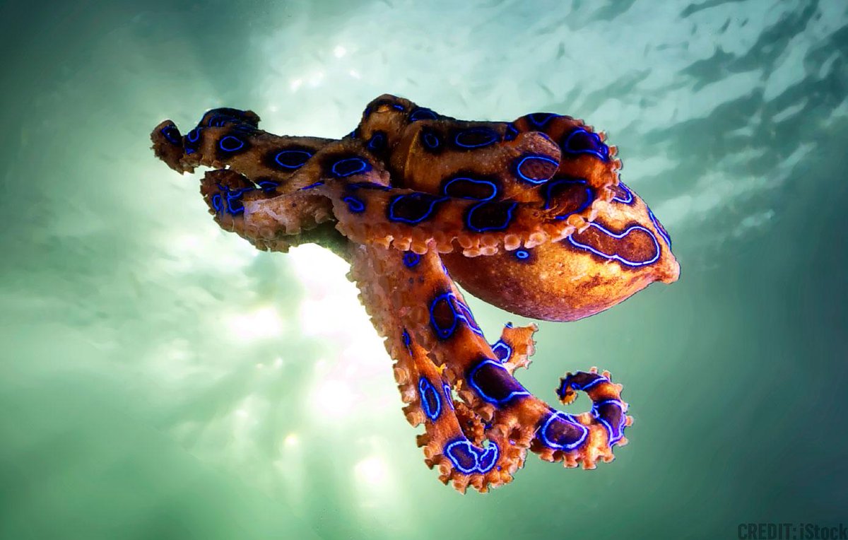 MarcOrtali's tweet image. RT #net205 "@Discovery: The octopus's unique skin cells protect it from harm &amp;gt;&amp;gt; dsc.tv/L3HR1 http://t.co/rMnAqnbhAJ"