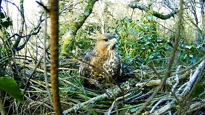The Buzzard nest in The New Forest has an occupant. carnyx.tv/CarnyxWild/Wil…