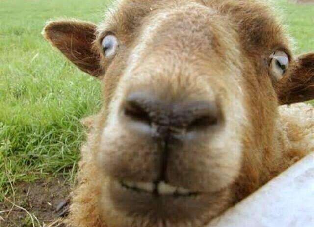 G0ATPACK's tweet photo. the front camera on the iPhone gets me every dang time http://t.co/q3GesNvalH