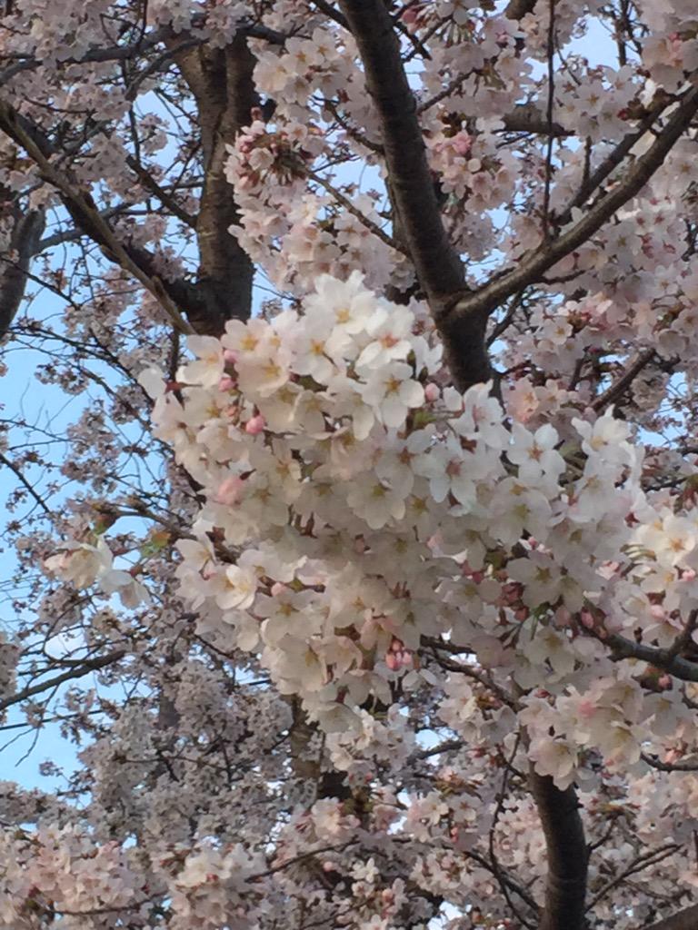 RandomBirdsong's tweet image. 気づけばもう桜の季節☆
きれいですね(*^_^*)