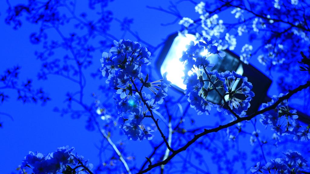 yabucamera's tweet photo. 街灯に照らされた青い桜
#ファインダー越しの私の世界 
#写真好きな人と繋がりたい 
#桜 http://t.co/KrKnZF7Aiy