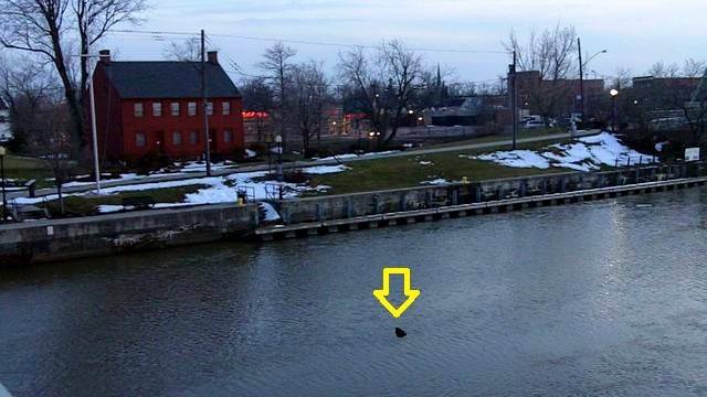 WKBW's tweet photo. N Tonawanda Police say this is shark spotted in Erie Canal. See design for Amherst Police cars http://t.co/yIqRt7kTMi http://t.co/vHPjZfpYtY