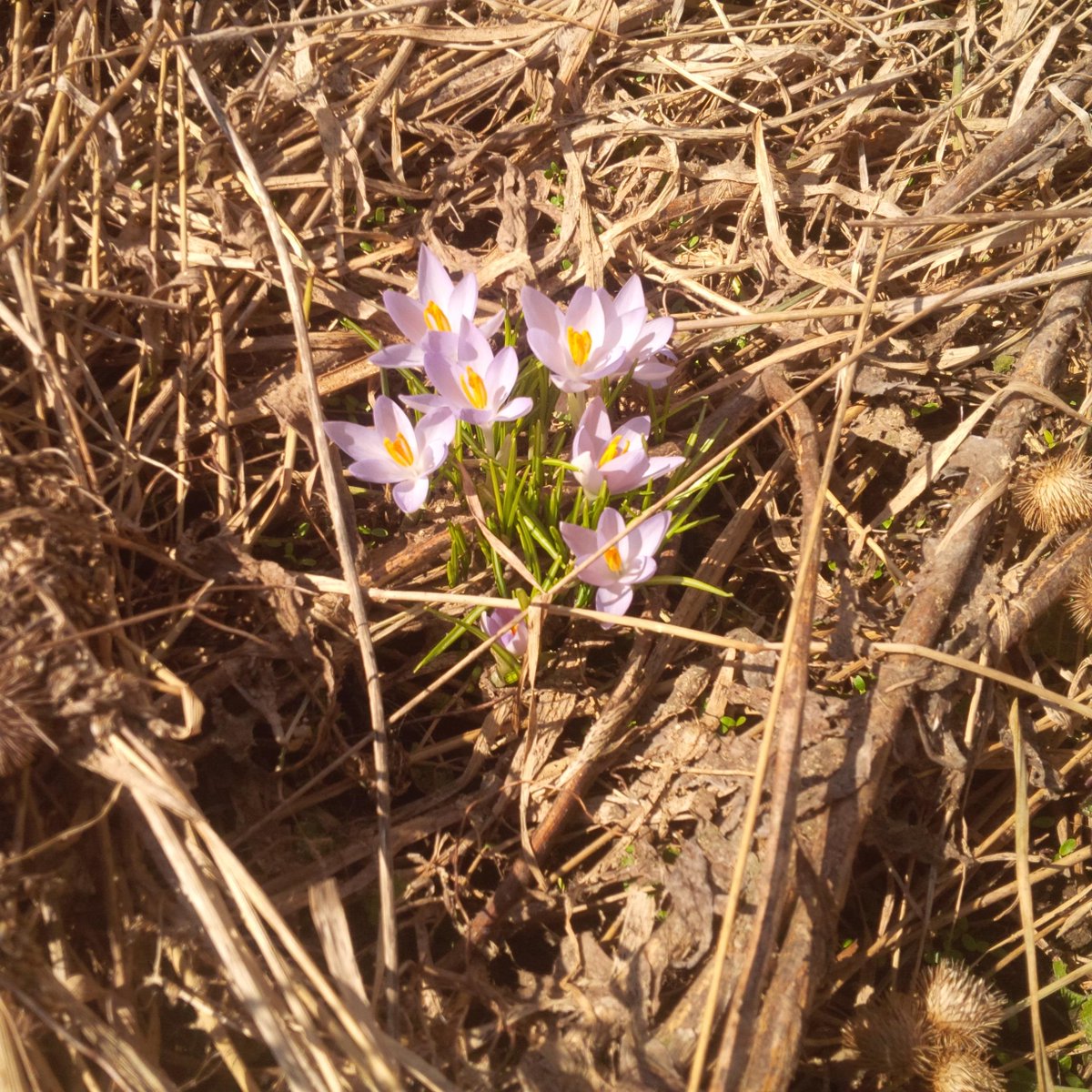 Caught these lovelies behind the barn... Just something inspirational and comforting about the first spring flowers