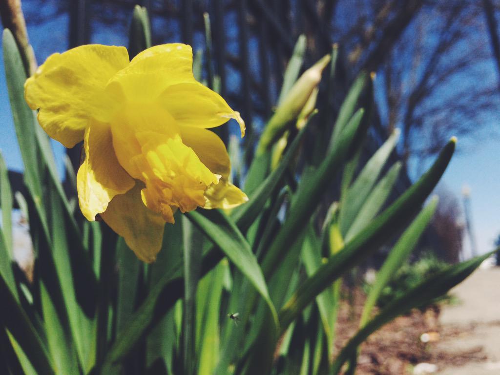 elisemanahan's tweet image. I love spring, how about you? #cgnow #seenonassignment #daffodils