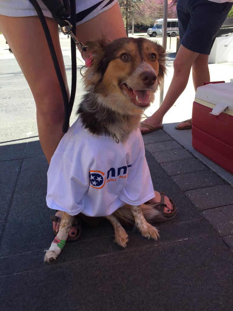 Vote_Connect's tweet image. Campaign pup, Sadie, says "I voted for Connect!"