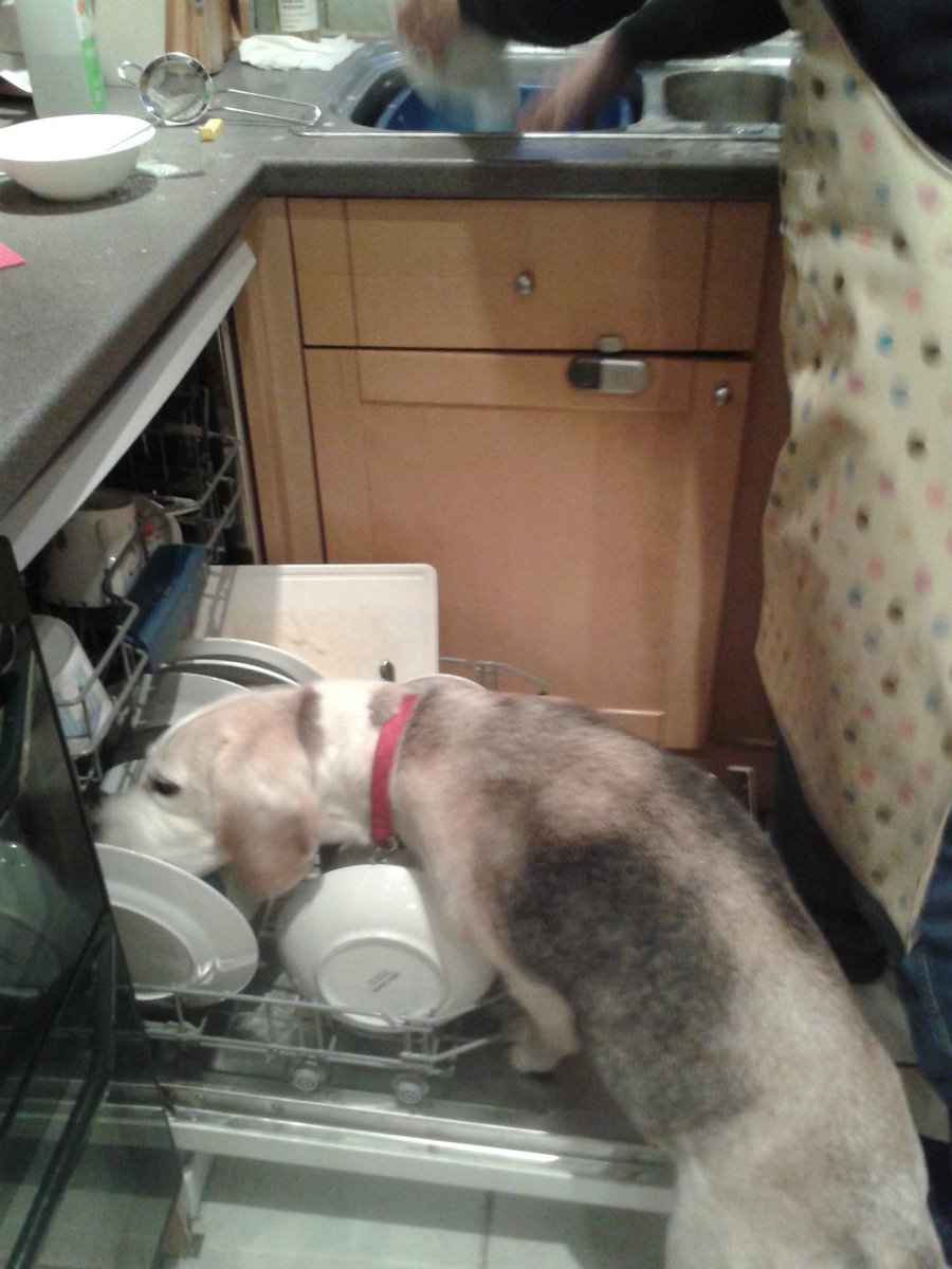 I love the dirty dishwasher yummm #thuglife #naughtybeagle