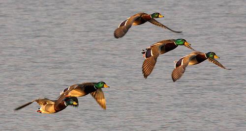 BSHC_ARK's tweet photo. RT if you miss duck season... 😢 http://t.co/Lf5UeQVpKv