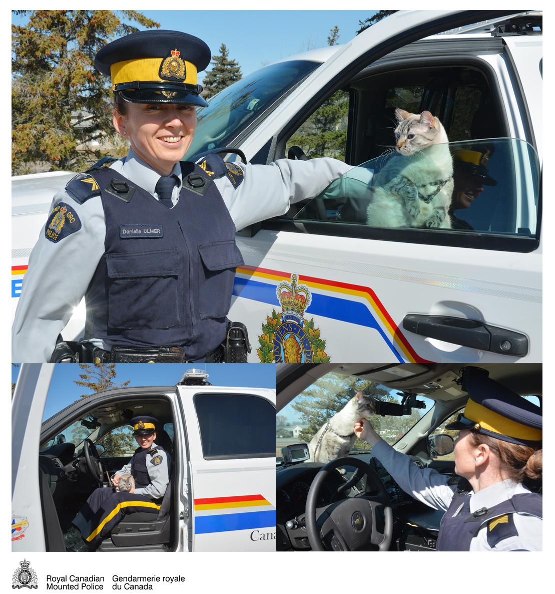 RCMPSK's tweet photo. RCMP find felines a purr-fect fit for the frontline: http://t.co/TLg1EVW52T #cats ^rd http://t.co/y6qJu6ITNr