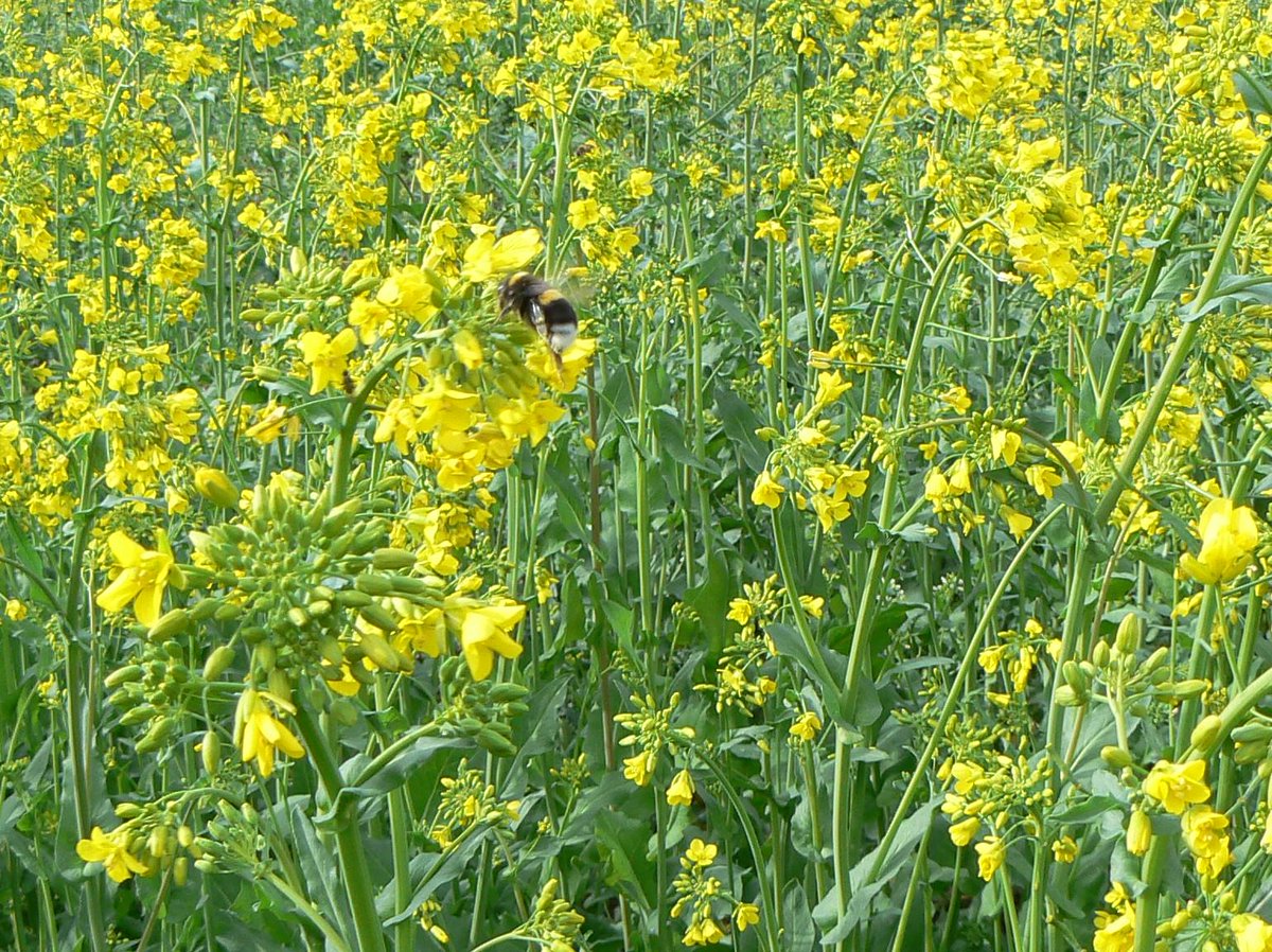 Pääsiäinen on keltainen ja Suomen pellot ovat mahtavasti keltaisina kesällä öljykasveista. #rypsi #rapsi #Kmaatalous