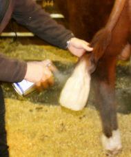 stockshow4h's tweet photo. #baller 😂 http://t.co/cPmcTMzCKW