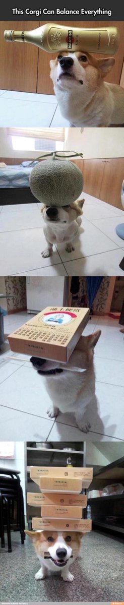 CristenCundiff's tweet photo. Balancing corgi http://t.co/3ZYiQhEONq http://t.co/i7VJlYafHf