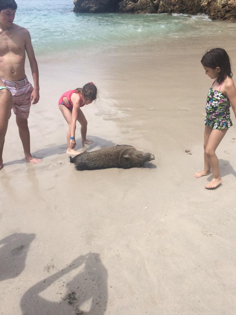 MakinleyGay's tweet photo. Pigs on the beach never seen this before 🐷🐽 http://t.co/D2YdZLiu1v