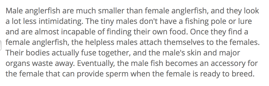 Becca_See's tweet image. MY GOD male Anglerfish get a raw deal, so many feminist jokes to be made #procrastinationlevelexpert