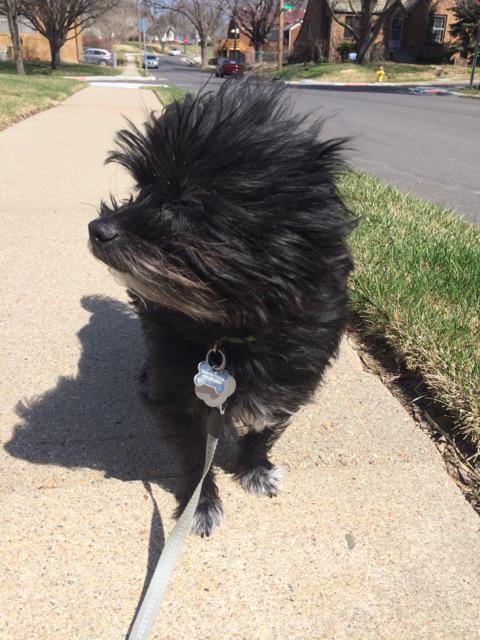 k_squared12's tweet photo. @NEHumaneSociety Frannie (@DasBeaner) is out enjoying the weather for #NationalWalkingDa...  http://t.co/uJaBsgswlx http://t.co/rtgQDEpu6t