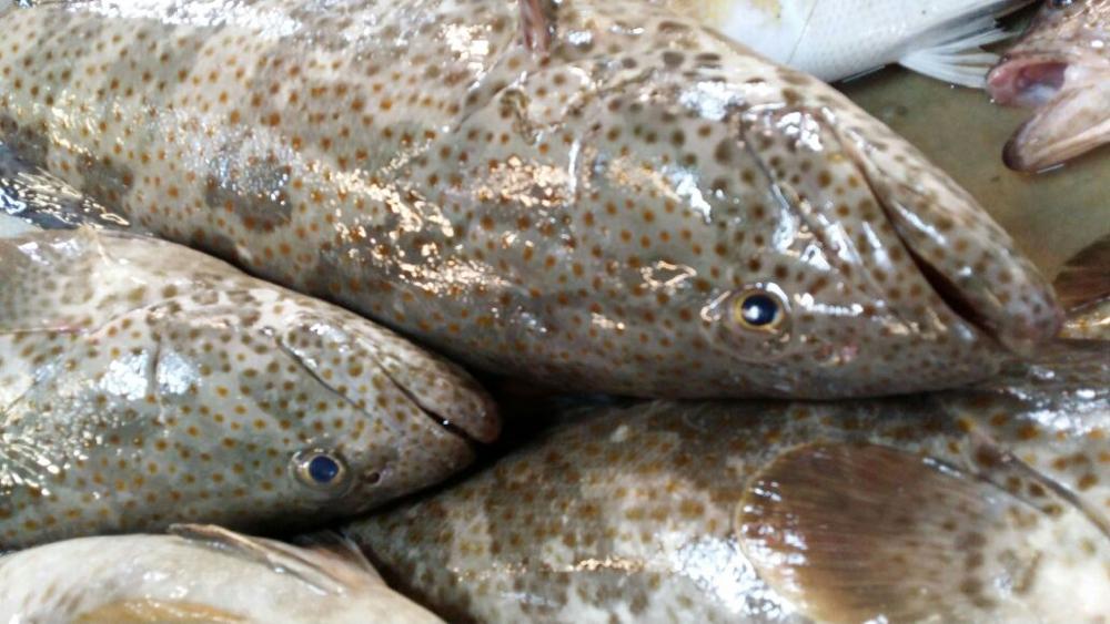 FishTransporter's tweet photo. #SameDayCatch taste much better! ️️️️️️order #Hamoor now and get it tomorrow!
http://t.co/4JbAfA3IaX
#FreshFish #bh http://t.co/a1s5QkNhh3