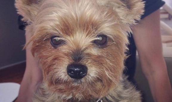 models's tweet photo. "The only one of our Top Pets to have a coveted Vogue Italia cover..."http://t.co/odU0diBFi4 #TopPets http://t.co/xRYLAwshqX