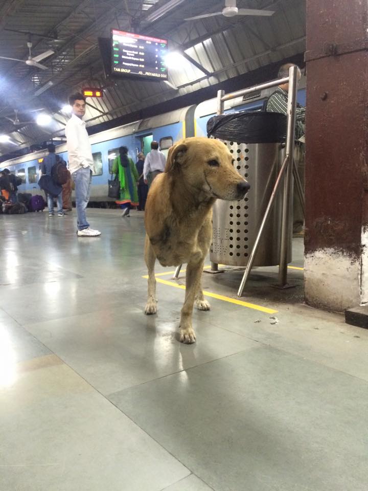 DogspottingOrg's tweet photo. Spot by Elizabeth Nicole Miller
three legged wonder in a train station
#grizzled #dogspotting #missingcomponent http://t.co/62uoo3O7Nl