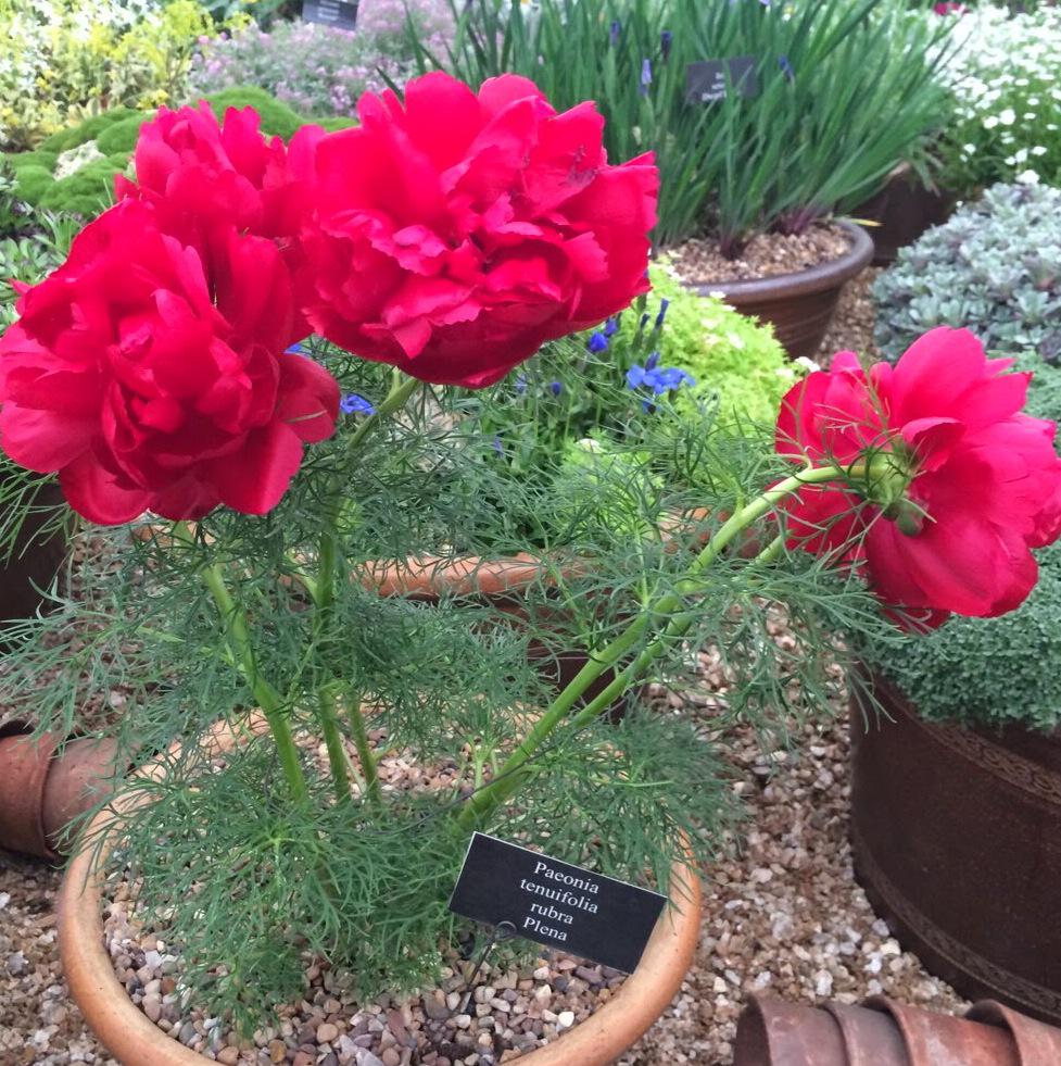 klw502's tweet photo. With 49 days until @The_RHS Chelsea 😃 Here are some of my pics of last year's @HarperleyGrow stand #RHSChelsea http://t.co/KoV2MmaeQl