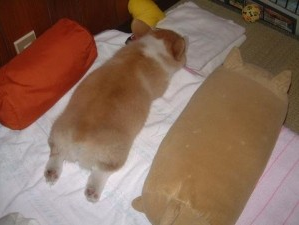 COMMONLAWBODY's tweet image. クッションと同じかたちしてるｗ