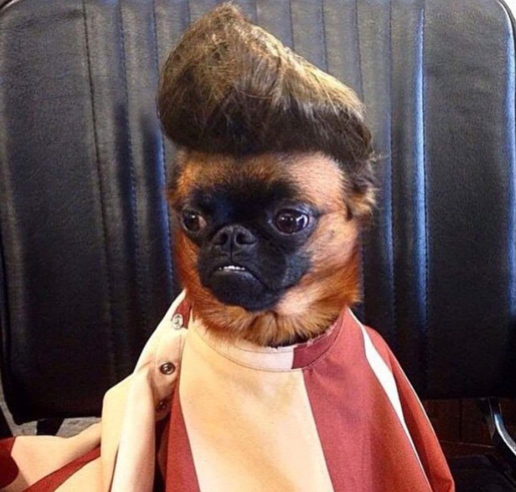 Pampered__Paws's tweet photo. Easter special tomorrow only! Get 40 % off a full groom !! Refer to this tweet in the salon to get your discount! http://t.co/hqDmglFF63