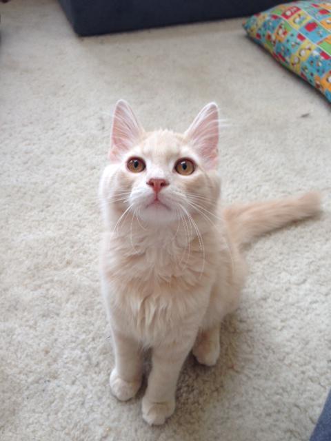 PAWRescue's tweet photo. It finally feels like Spring! Start off the new season with a furry friend like Sno http://t.co/ambnHGCcXA! http://t.co/L327hSxE9F