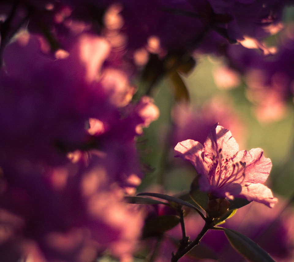 siimplementepyp's tweet image. 